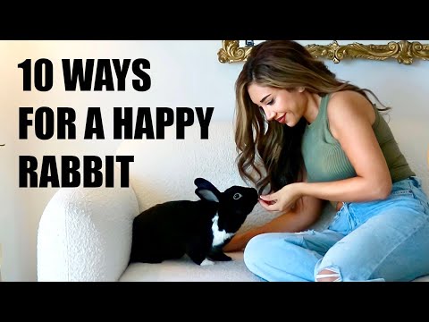 Video: How to Make a Rabbit Unconscious: 10 Steps
