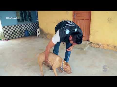 Vídeo: Como Treinar Seu Cachorro Para Andar Na Coleira