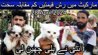 Sadar cats and dogs market April 28, 2024 | Cheapest cat and dog market in karachi | Pets market by A 4 ali shah 2,240 views 2 weeks ago 25 minutes