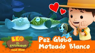 ¡¡Los PEZ GLOBO están CITANDO!! ❤ | Leo, El Explorador | Animación | #compilation