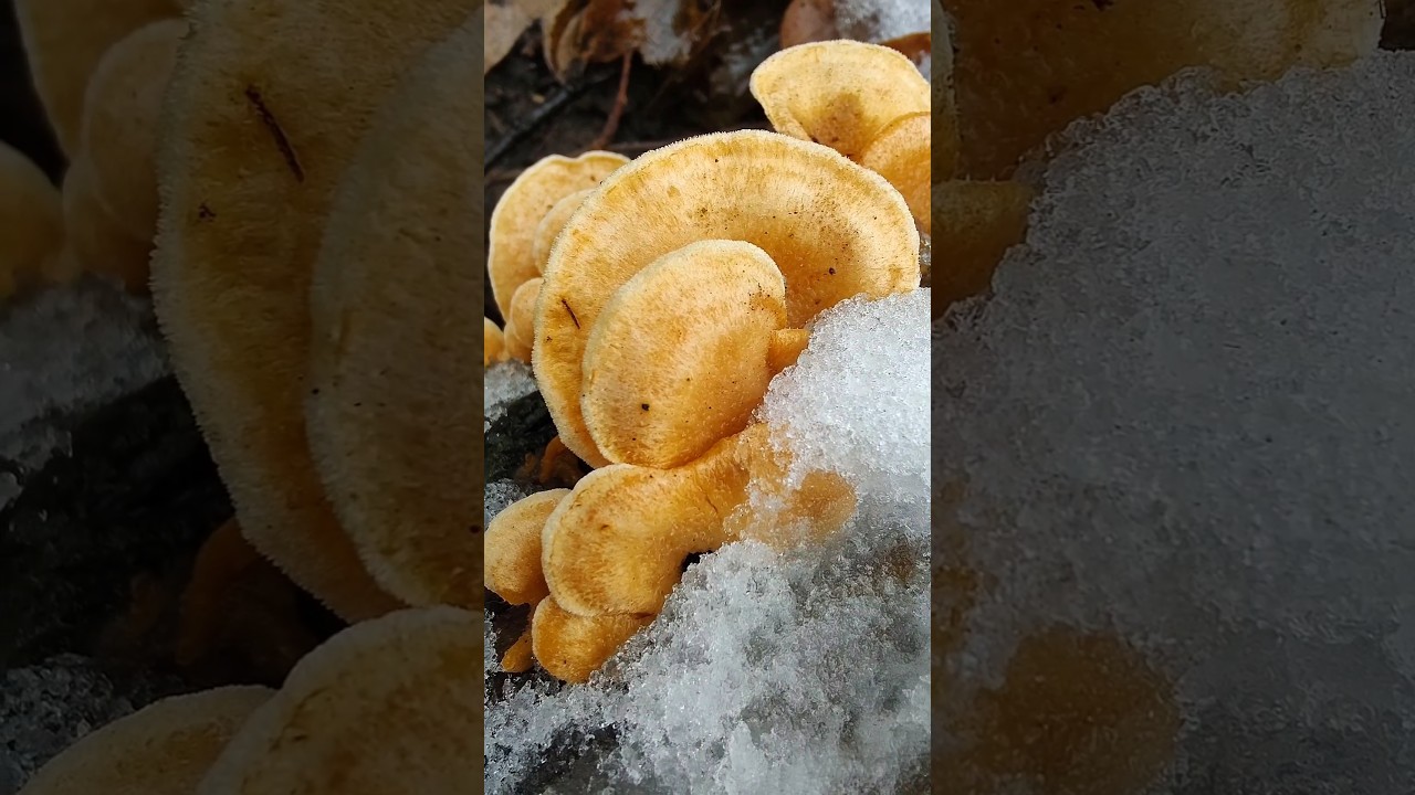 КУШАТЬ МОЖНО, НО НЕ НУЖНО!!! Вешенка оранжевая - мохнатый гриб.