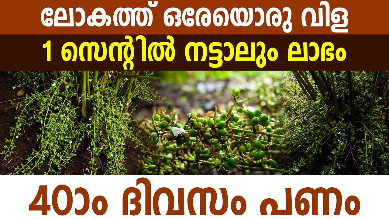വെള്ളം ഇല്ലെങ്കിലും, ചൂടാണങ്കിലും ഏലം ഇങ്ങനെ കായ്ക്കുമോ ? I Cardamom I