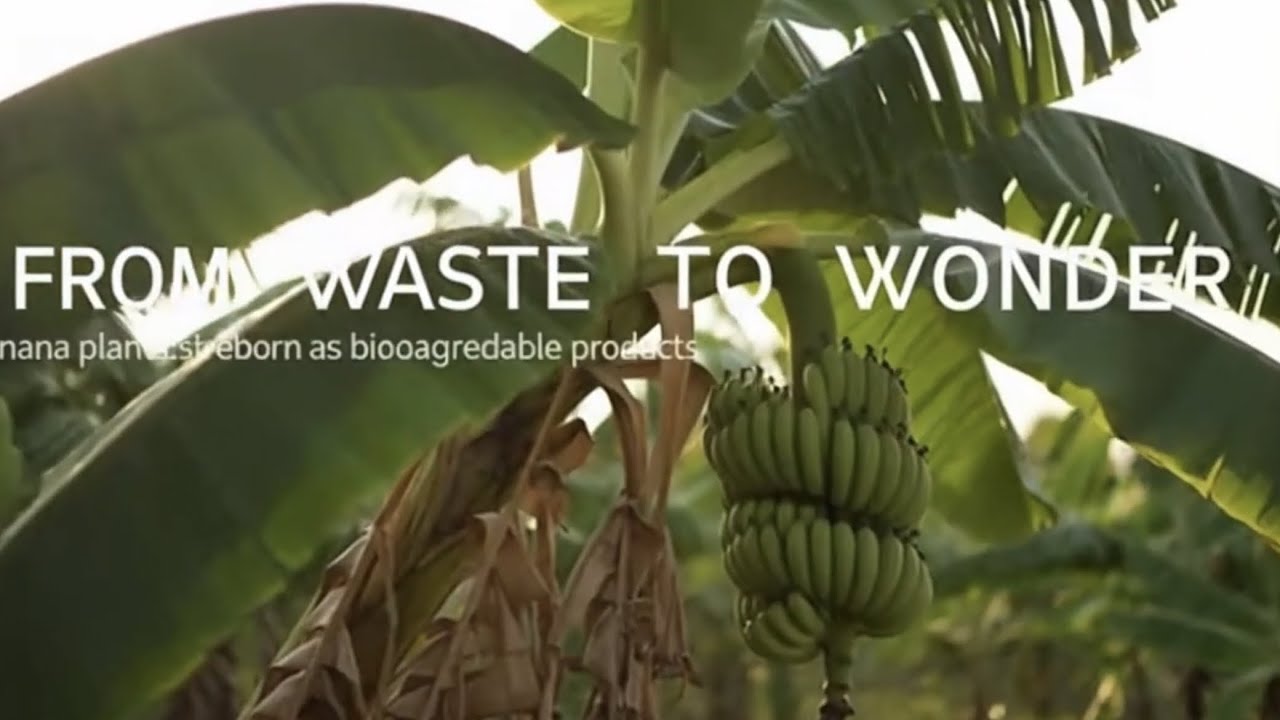 You Won't Believe What’s Made from Banana Leaves! 🍌🍃 Inside the World's Largest Factory