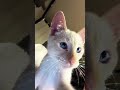 BRANQUELO CONQUISTOU O CORAÇÃO DA ANA CASTELA! 😱🐈