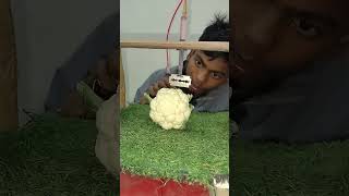 New science experiment for short trending viral video gobhi cutting viral video