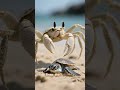 A Ghost Crab Snatches a Loggerhead Turtle Hatchling But Wait for the End #viral #shorts