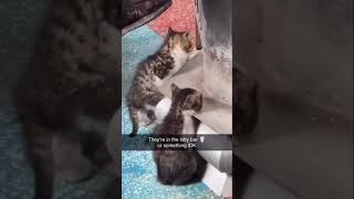 Kittens In A Kitty Bar
