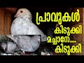 High Flyer Pigeons in Trivandrum Kerala II Best Almond Collections II BamBooS
