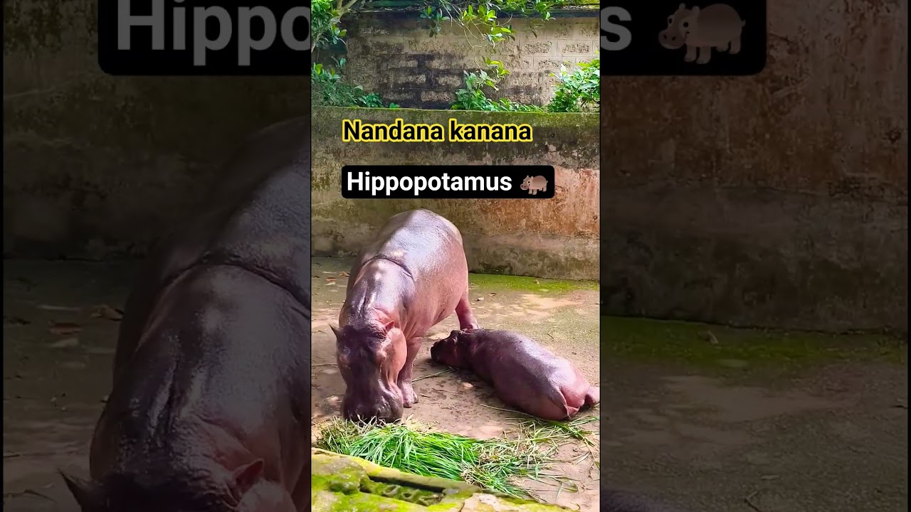 Hippopotamus 🦛 #ytshorts #trending #hippopotamus