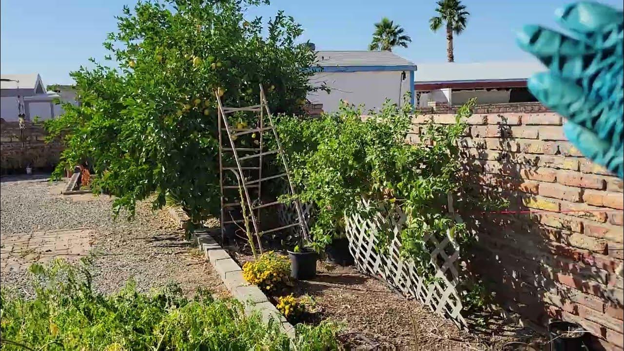 Why I Cut My Moringa Tree YouTube