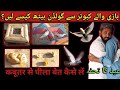 Kabootar se yellow  golden beeth kaise lain aliimranpigeonsvlog pigeons kabotarbazi