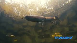 TRUSCEND Glide Bait Trout Fishing Lure