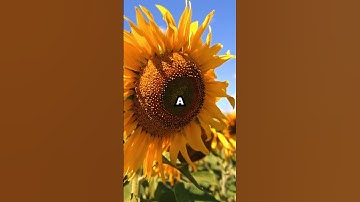 #shorts #didyouknow Amazing #sunflower Facts: Tracking the Sun & Fibonacci Magic