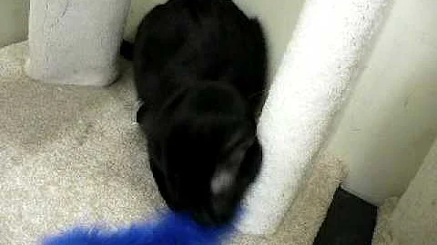 Video 803711: black oriental shorthair