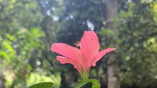 🌴 Discover Waimea Falls & Botanical Gardens: A Tropical Paradise! 🌊