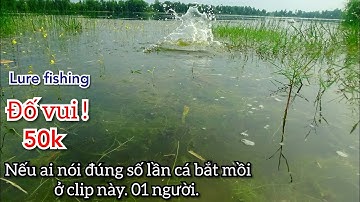 câu cá, cận cảnh cá lóc tắp mồi như 