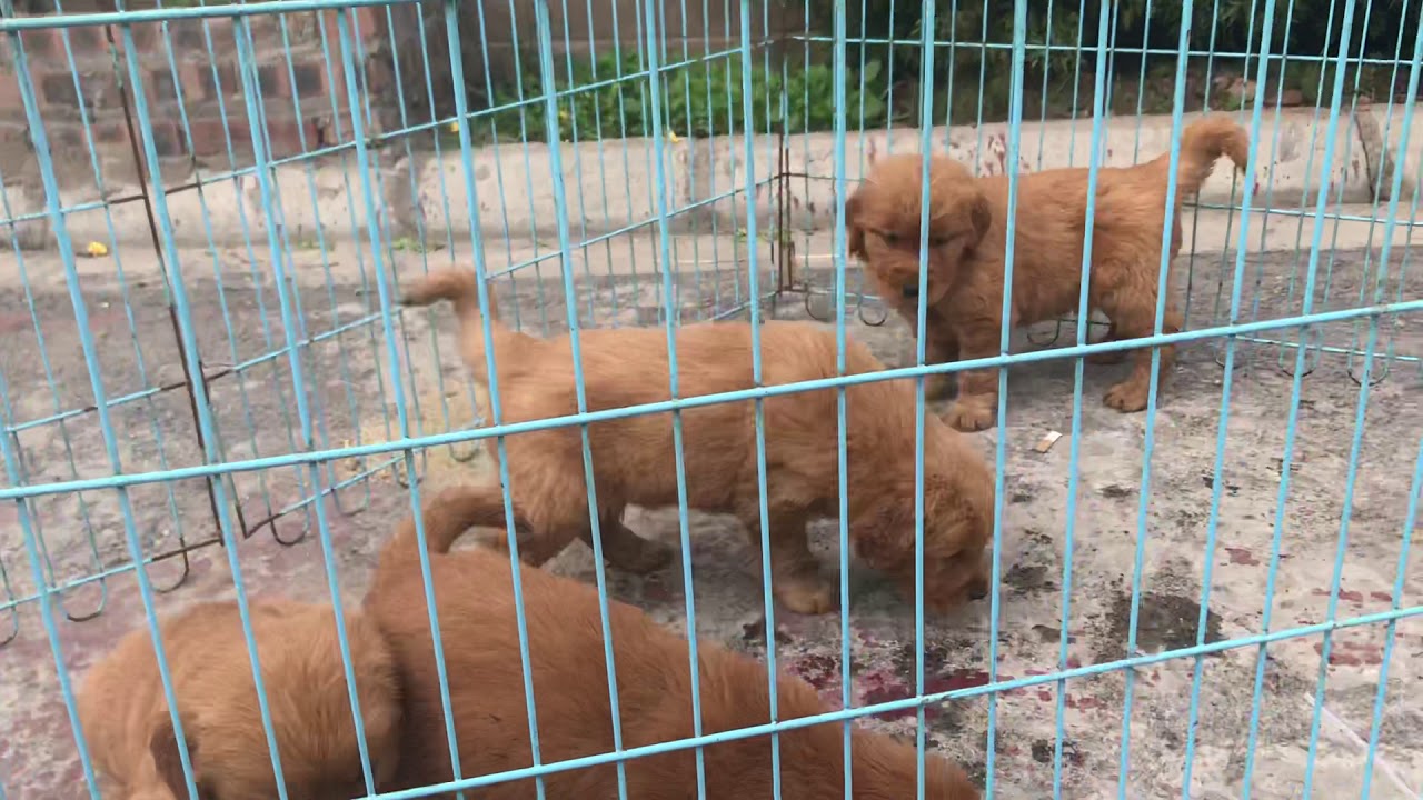 bán chó hà nội Update 2022 Bán chó golden thuần chủng tại Hà nội - Bompets.com bán chó golden vàng bò 2 tháng lh 035222886