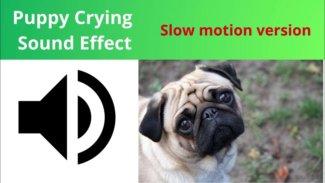 Puppy Crying Sound Effect (Slow Motion Version) YouTube