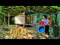 Young girl determined to complete bamboo house - Adventure in the forest
