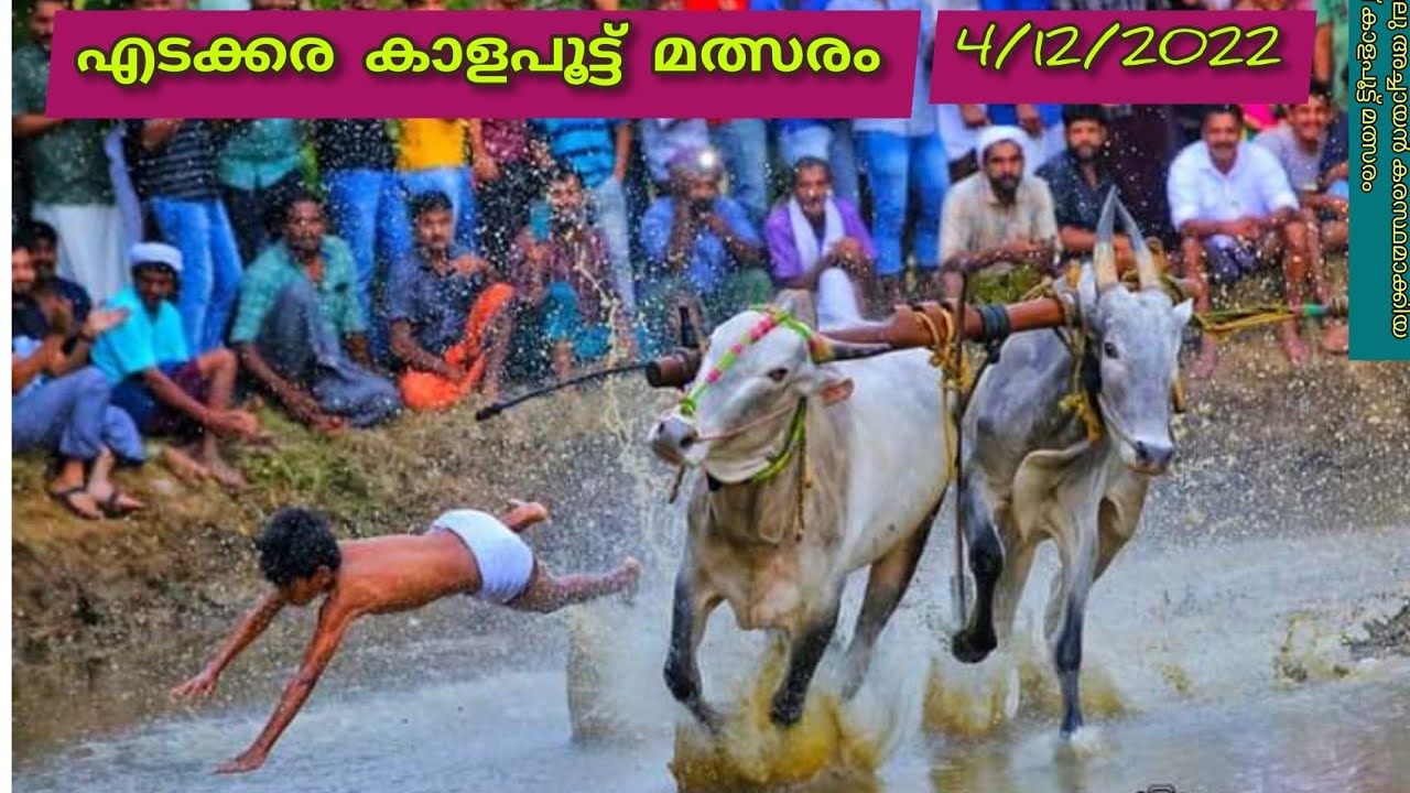 നരേക്കാവ് കാളപൂട്ട് മത്സരം.    #maramadi#kaalapoot#bullrace#pothpoott