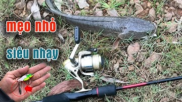 Câu Lure Cá Lóc ● Mẹo Nhỏ Với Cá Sắt Orochi Và Cái Kết /snakehead fishing lures | Tâm Râu Vlog #132