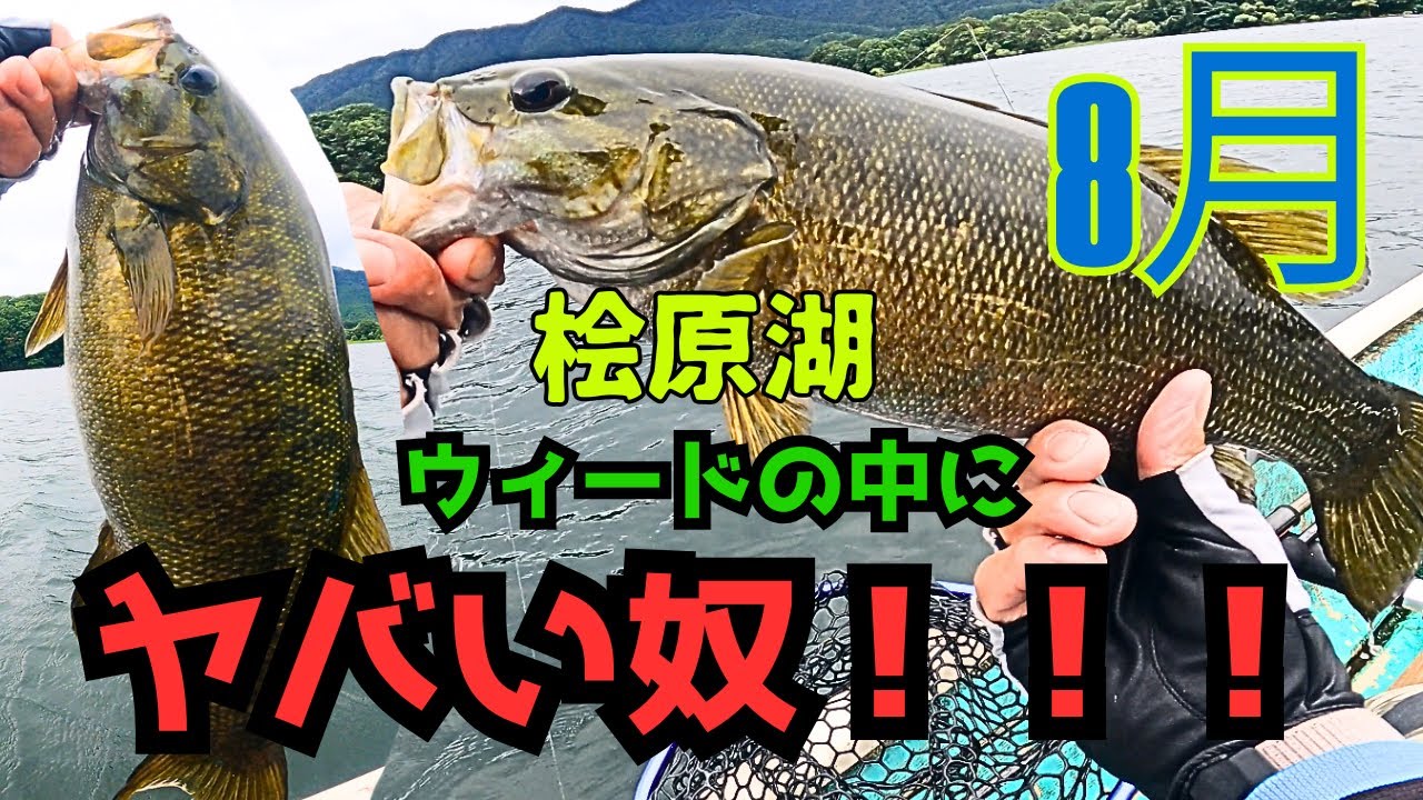 【桧原湖バス釣り】体高のあるスモールマウスバスHIT🔥〜夏の桧原湖攻略〜