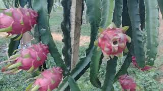 PITAYA VÊNUS DE ISRAEL! #dragonfruit #pitahaya #plantas #pomar #exotic #fruit