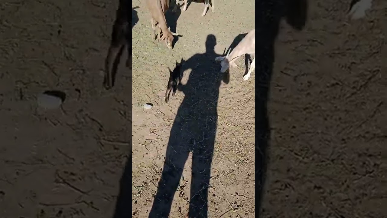 اسباب ميلان الضرع  وتجنبها لدى الماعز