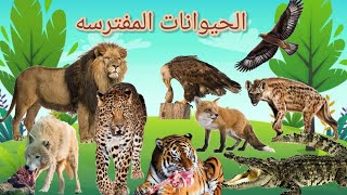 الحيوانات المفترسه- حيوانات للاطفال - تعليم الحيوانات المفترسة للاطفال- فيديو مفيد للاطفال- animals
