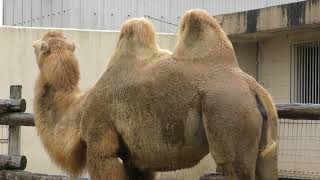 Bactrian camel (TOBU ZOO, Saitama, Japan) October 15, 2017 - YouTube