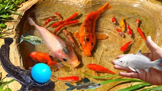 Catching Ornamental Fish, Koi Fish, Broom Fish, Catfish, Lobster, Betta Fish, Comet Fish