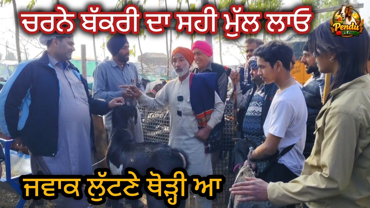 ਚਰਨੇ ਬੱਕਰੀ ਦਾ ਸਹੀ ਮੁੱਲ ਲਾਓ Mullanpur Bakra Mandi 