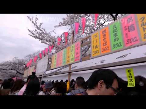 隅田川の桜 2013年（平成25年）