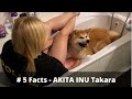 5 faktů o AKITA INU Takara