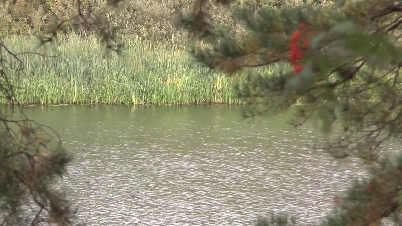 Гилевская роща осенним днем. Тюмень. Сентябрь 2016 г. - YouTube