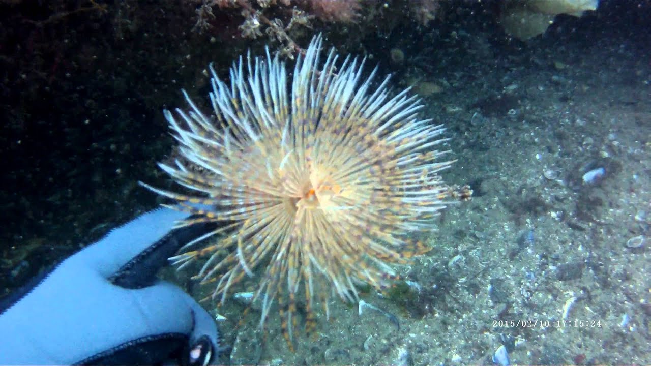 Buceando en Pontevedra con Portosub