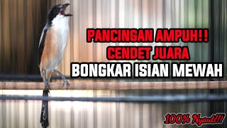 PANCINGAN SUARA CENDET JUARA INI COCOK BUAT MASTERAN AGAR LAWAN IKUT GACOR