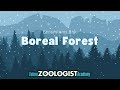 Boreal Forest Quiz