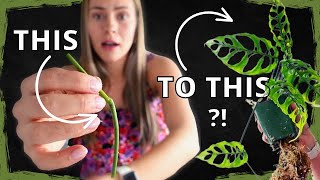 How To Propagate Node Houseplants EASY From Start to Finish!