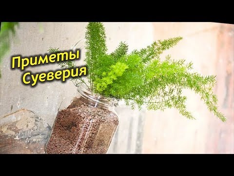 Видео: Аспарагус аяга