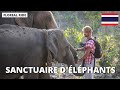 Voil pourquoi vous ne devriez pas monter  dos dlphant 