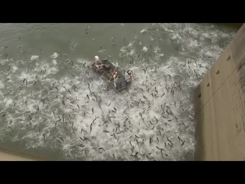 Kentucky crews use 'shock' boats to combat Asian Carp