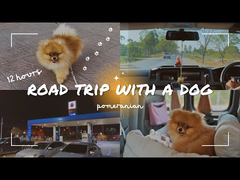 *12 hours* Road trip with Pomeranian | Travel with a dog | Part 1