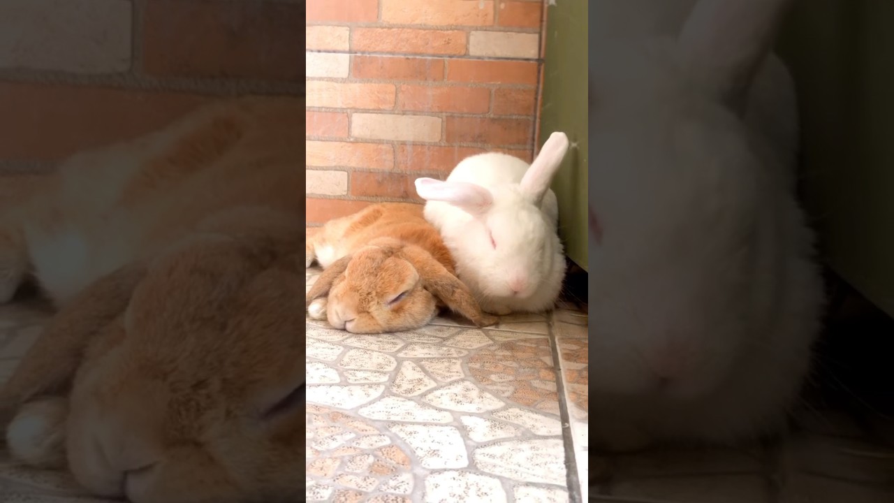 Fofo The Rabbit 🥱 #fofo #bunny #fofura #cuteanimals #meupet #rabbitbunny #bolofofo # ...
