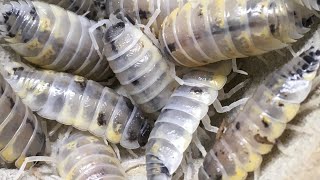 Porcellio ornatus ‘Witch’s Brew’ Isopods Update by Aquarimax Pets 1,408 views 3 months ago 8 minutes, 30 seconds