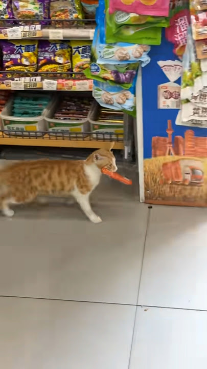 A stray cat took sausages from a convenience store without paying.