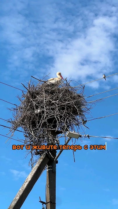 ВЫ ТОЧНО БУДЕТЕ В ШОКЕ, КОГДА УЗНАЕТЕ ЭТО ПРО АИСТОВ 😱 - YouTube