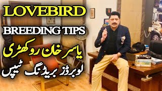How To Breed Love Birds Step by Step- Yasir Khan Rokhri. Video No 432 screenshot 5