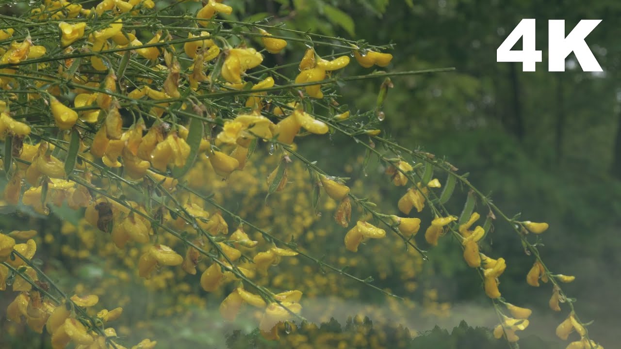 Rainy Forest Walk | Calming Forest Views & Rain Sounds for Sleep & Relaxation 4K