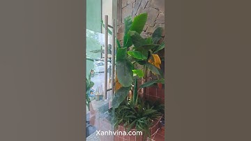 Thi công tiểu cảnh cây chuối giả cho nhà hàng cuốn xanh _ Xanhvina #tieucanhcaygia, #xanhvina